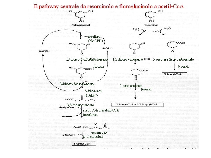 Il pathway centrale da resorcinolo e floroglucinolo a acetil-Co. A riduttasi (NADPH) 1, 3