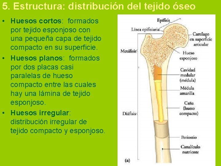 5. Estructura: distribución del tejido óseo • Huesos cortos: formados por tejido esponjoso con