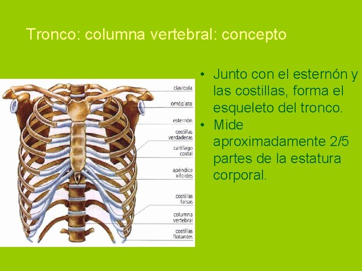  Tronco: columna vertebral: concepto • Junto con el esternón y las costillas, forma