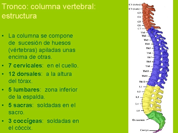Tronco: columna vertebral: estructura • La columna se compone de sucesión de huesos (vértebras)