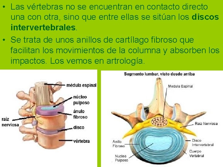 • Las vértebras no se encuentran en contacto directo una con otra, sino