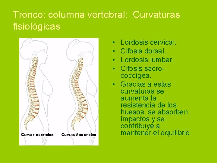 Tronco: columna vertebral: Curvaturas fisiológicas • • Lordosis cervical. Cifosis dorsal. Lordosis lumbar. Cifosis