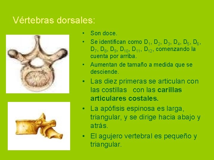 Vértebras dorsales: • Son doce. • Se identifican como D 1, D 2, D