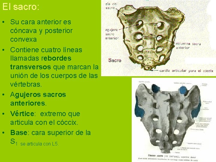 El sacro: • Su cara anterior es cóncava y posterior convexa • Contiene cuatro