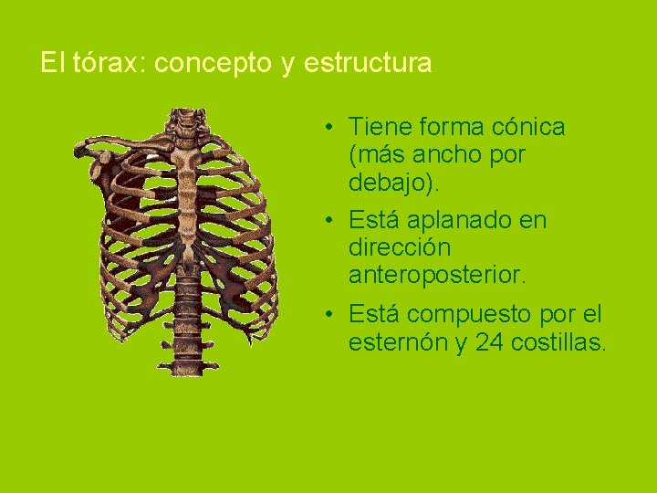El tórax: concepto y estructura • Tiene forma cónica (más ancho por debajo). •