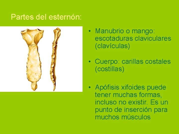 Partes del esternón: • Manubrio o mango: escotaduras claviculares (clavículas) • Cuerpo: carillas costales