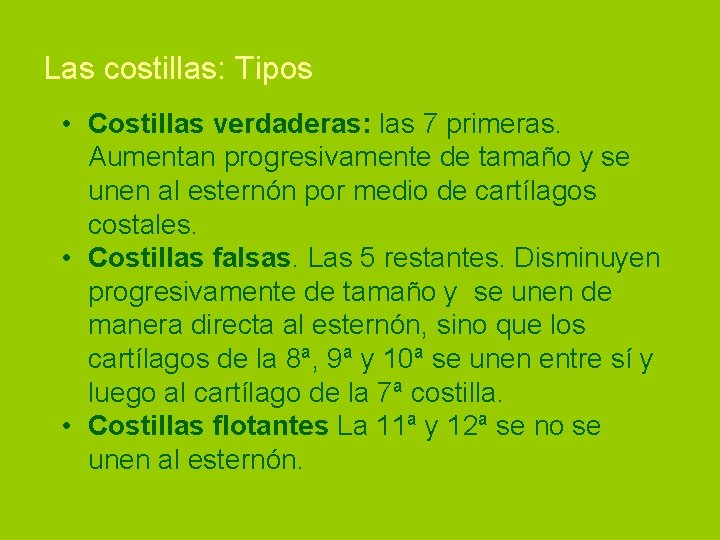 Las costillas: Tipos • Costillas verdaderas: las 7 primeras. Aumentan progresivamente de tamaño y