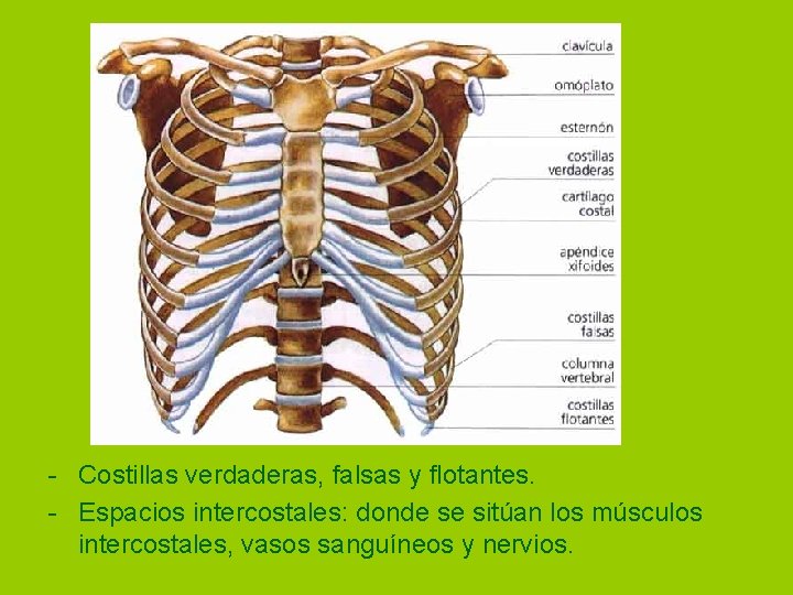 - Costillas verdaderas, falsas y flotantes. - Espacios intercostales: donde se sitúan los músculos