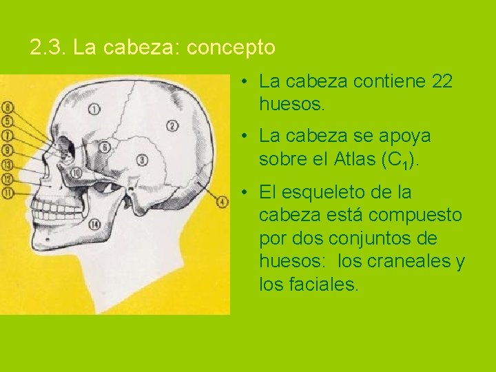 2. 3. La cabeza: concepto • La cabeza contiene 22 huesos. • La cabeza