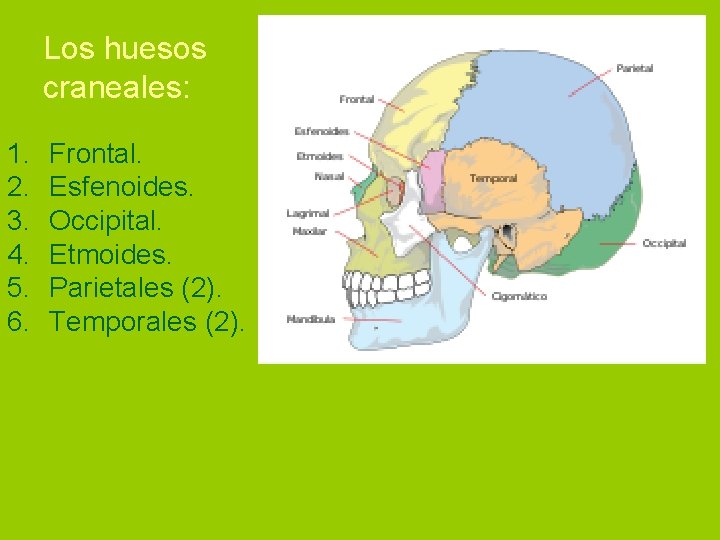 Los huesos craneales: 1. 2. 3. 4. 5. 6. Frontal. Esfenoides. Occipital. Etmoides. Parietales