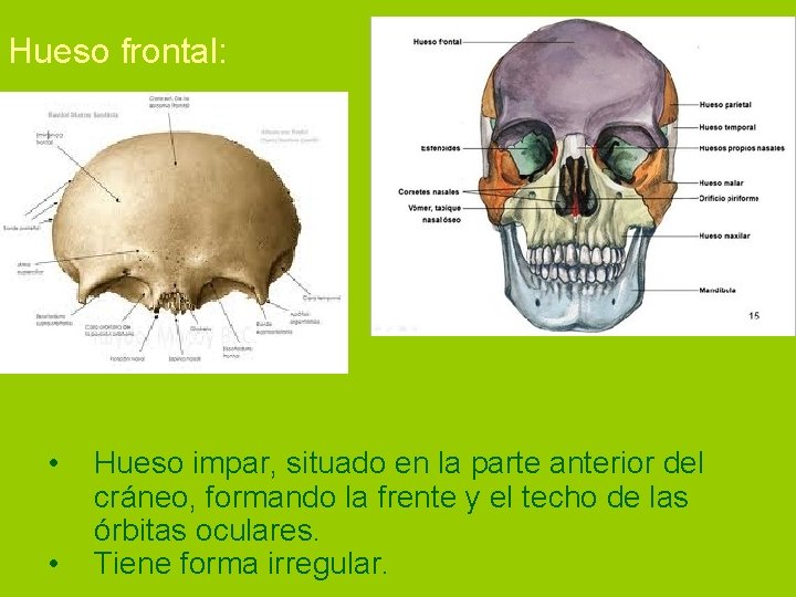 Hueso frontal: • • Hueso impar, situado en la parte anterior del cráneo, formando