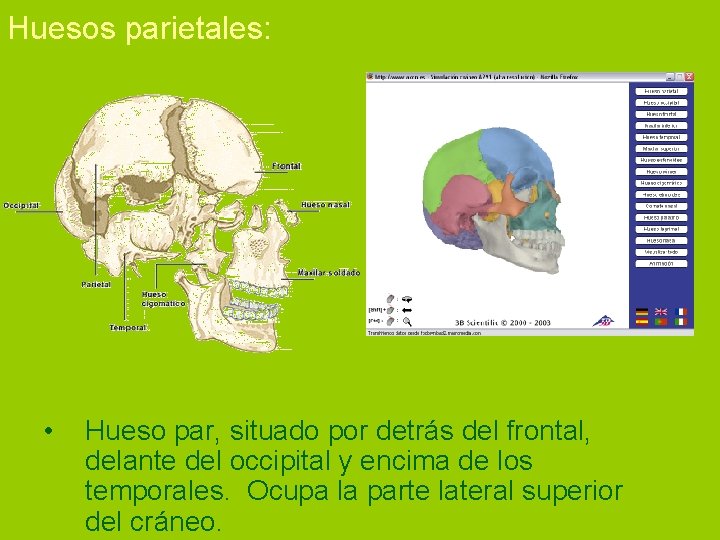 Huesos parietales: • Hueso par, situado por detrás del frontal, delante del occipital y