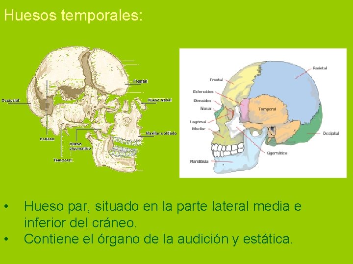 Huesos temporales: • • Hueso par, situado en la parte lateral media e inferior