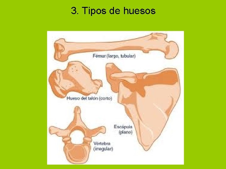 3. Tipos de huesos 