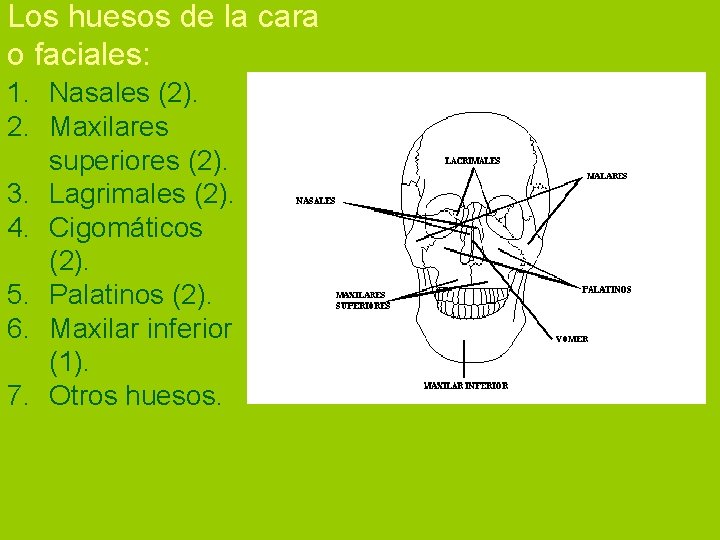 Los huesos de la cara o faciales: 1. Nasales (2). 2. Maxilares superiores (2).