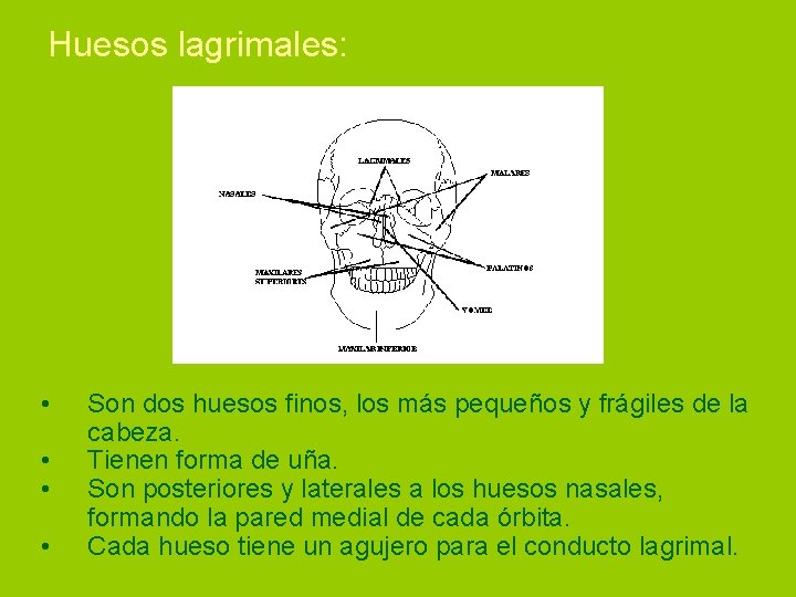 Huesos lagrimales: • • Son dos huesos finos, los más pequeños y frágiles de
