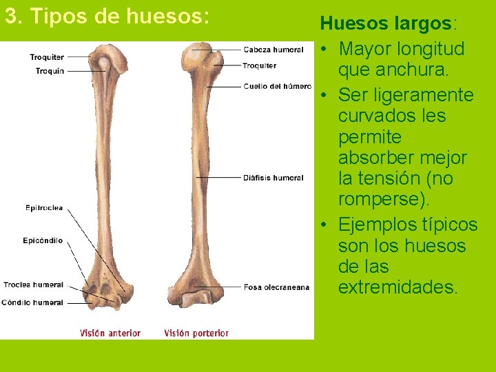 3. Tipos de huesos: Huesos largos: • Mayor longitud que anchura. • Ser ligeramente