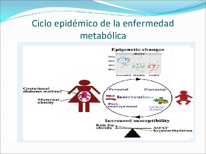Ciclo epidémico de la enfermedad metabólica 