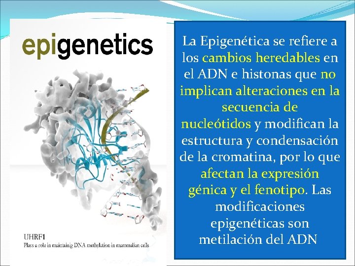 La Epigenética se refiere a los cambios heredables en el ADN e histonas que