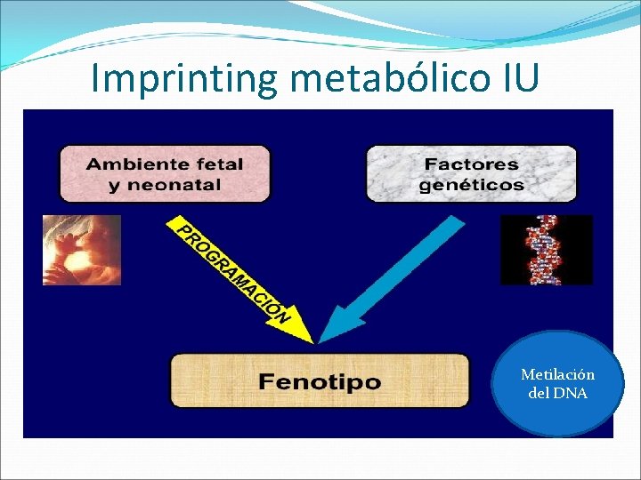 Imprinting metabólico IU Metilación del DNA 