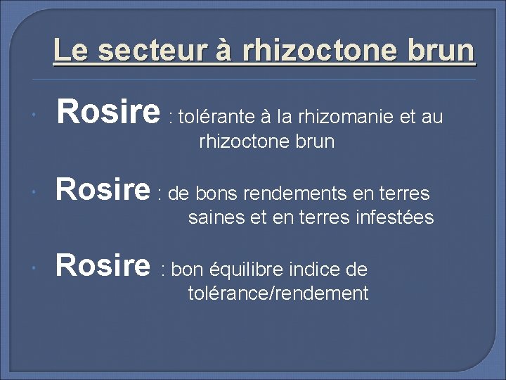 Le secteur à rhizoctone brun Rosire : tolérante à la rhizomanie et au rhizoctone