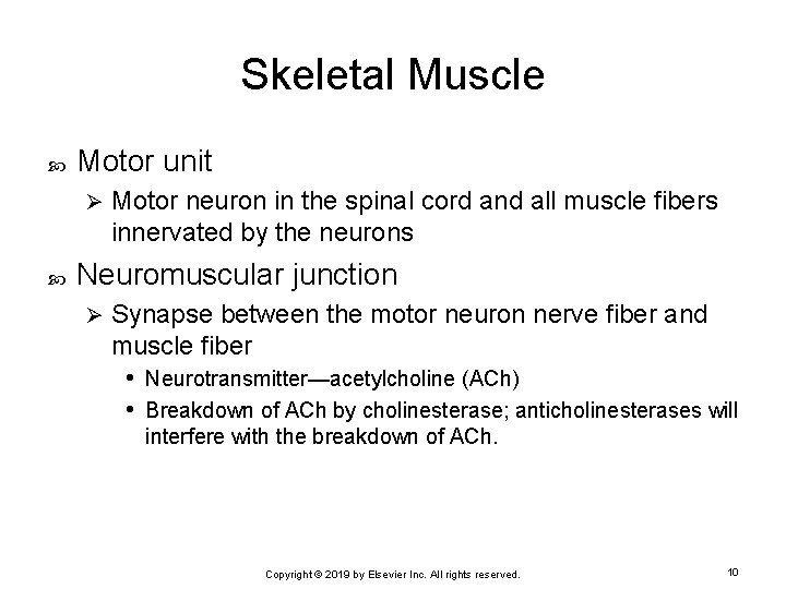 Skeletal Muscle Motor unit Ø Motor neuron in the spinal cord and all muscle