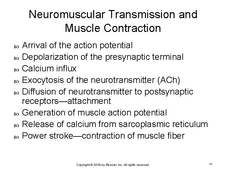 Neuromuscular Transmission and Muscle Contraction Arrival of the action potential Depolarization of the presynaptic