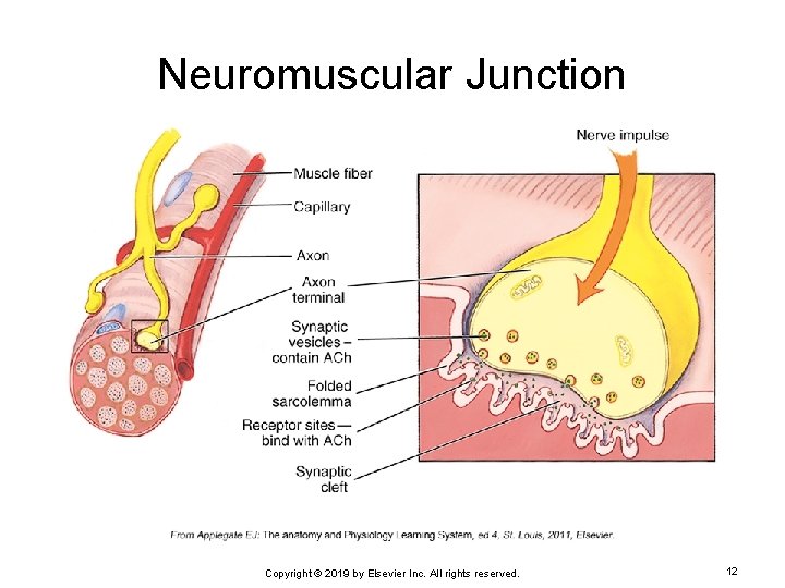 Neuromuscular Junction Copyright © 2019 by Elsevier Inc. All rights reserved. 12 