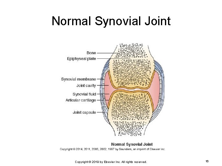 Normal Synovial Joint Copyright © 2019 by Elsevier Inc. All rights reserved. 16 