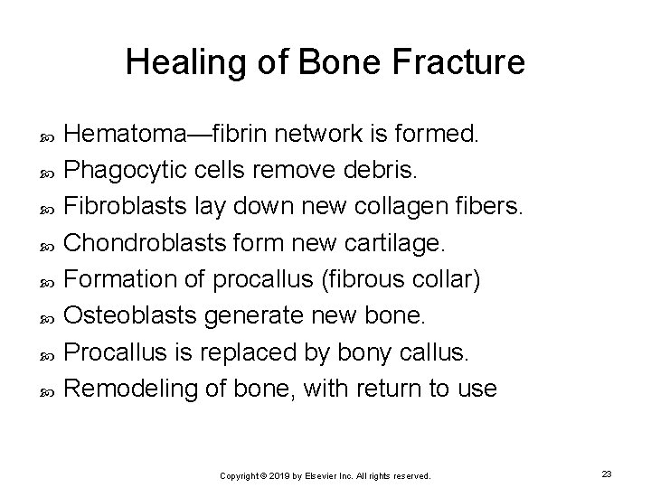 Healing of Bone Fracture Hematoma—fibrin network is formed. Phagocytic cells remove debris. Fibroblasts lay