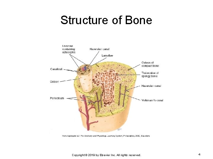 Structure of Bone Copyright © 2019 by Elsevier Inc. All rights reserved. 4 