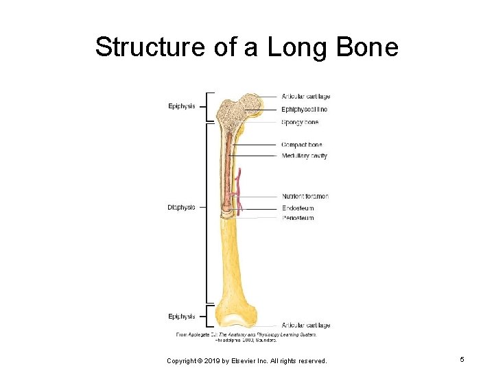 Structure of a Long Bone Copyright © 2019 by Elsevier Inc. All rights reserved.