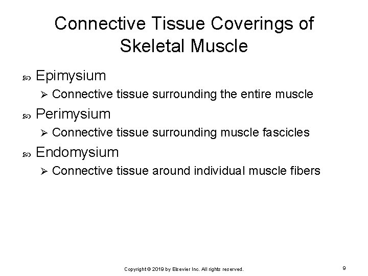 Connective Tissue Coverings of Skeletal Muscle Epimysium Ø Perimysium Ø Connective tissue surrounding the