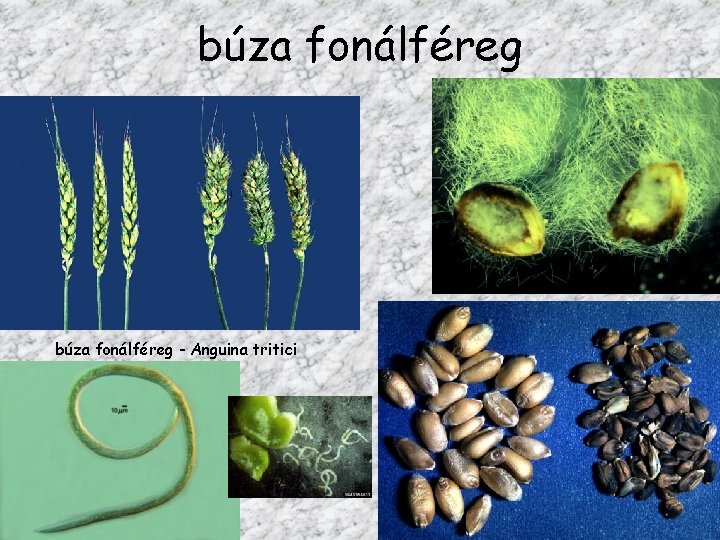 búza fonálféreg - Anguina tritici 