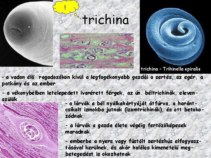 ! trichina - Trihinella spiralis - a vadon élő ragadozókon kívül a legfogékonyabb gazdái