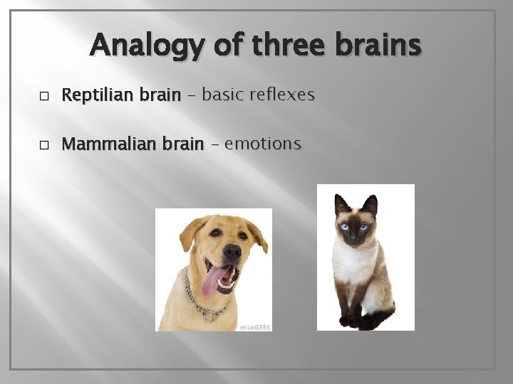 Analogy of three brains � Reptilian brain – basic reflexes � Mammalian brain –