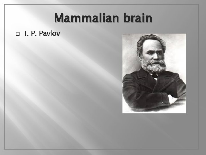 Mammalian brain � I. P. Pavlov 