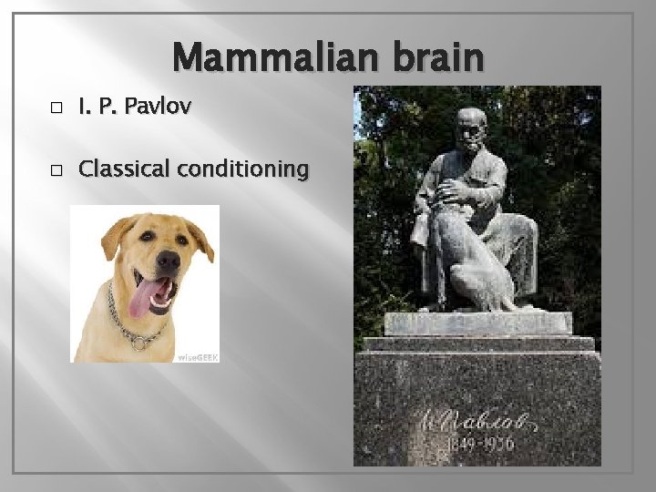 Mammalian brain � I. P. Pavlov � Classical conditioning 