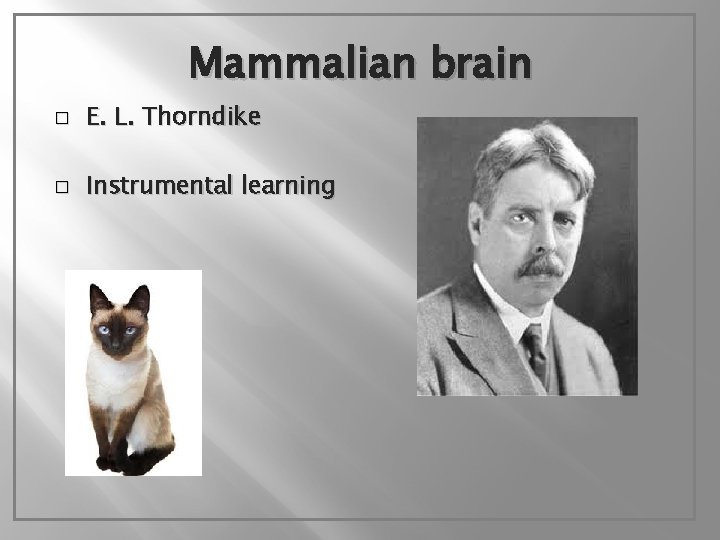 Mammalian brain � E. L. Thorndike � Instrumental learning 