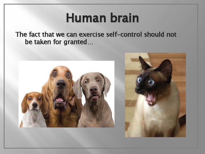 Human brain The fact that we can exercise self-control should not be taken for