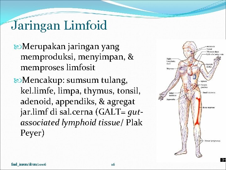 Jaringan Limfoid Merupakan jaringan yang memproduksi, menyimpan, & memproses limfosit Mencakup: sumsum tulang, kel.