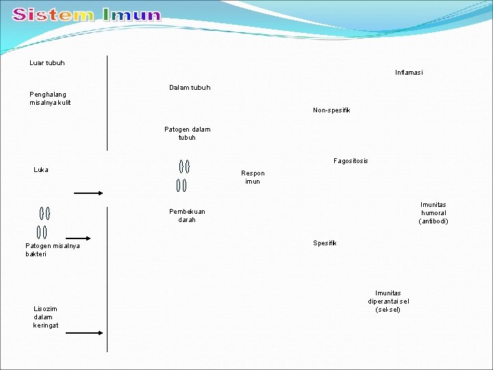Luar tubuh Inflamasi Penghalang misalnya kulit Dalam tubuh Non-spesifik Patogen dalam tubuh Fagositosis Luka