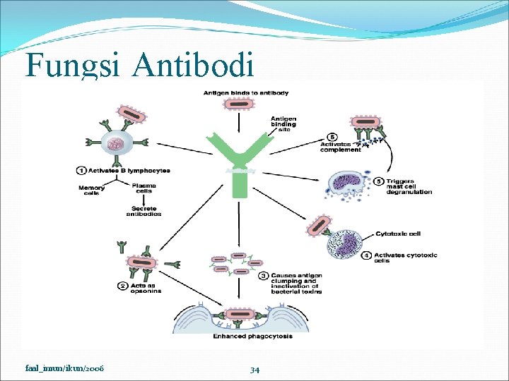 Fungsi Antibodi faal_imun/ikun/2006 34 