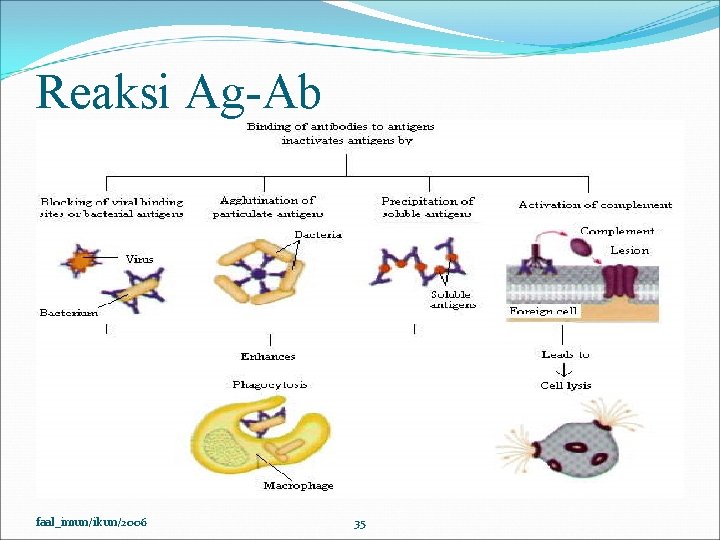 Reaksi Ag-Ab faal_imun/ikun/2006 35 