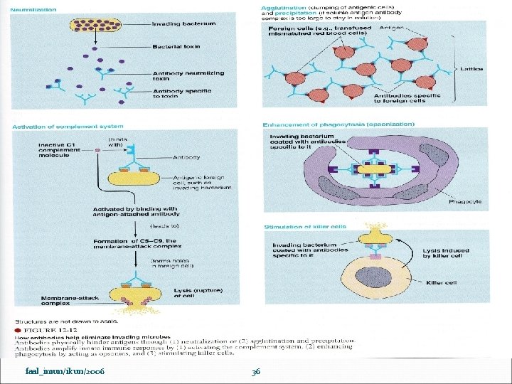 faal_imun/ikun/2006 36 