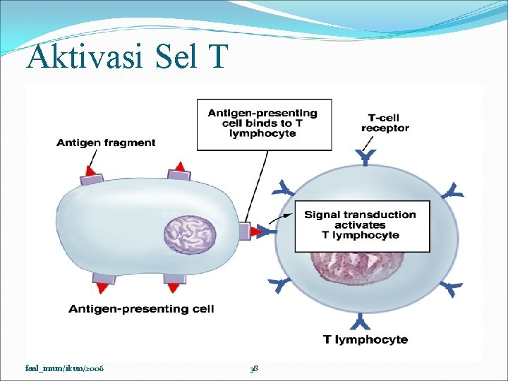 Aktivasi Sel T faal_imun/ikun/2006 38 