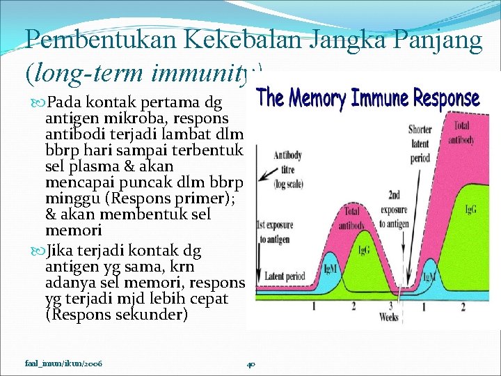 Pembentukan Kekebalan Jangka Panjang (long-term immunity) Pada kontak pertama dg antigen mikroba, respons antibodi