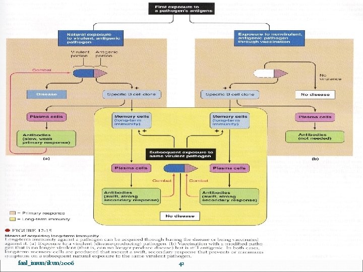 faal_imun/ikun/2006 42 
