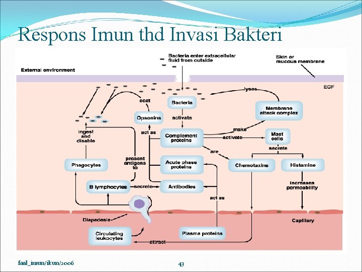 Respons Imun thd Invasi Bakteri faal_imun/ikun/2006 43 