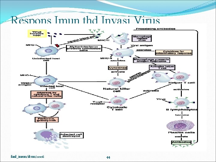 Respons Imun thd Invasi Virus faal_imun/ikun/2006 44 